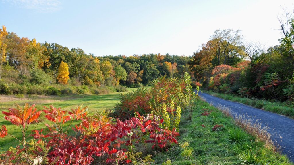 A scenic trail lined with red and green foliage, framed by vibrant autumn trees and a grassy field in the distance. The Bellefonte Central Rail Trail is captured during peak fall color.