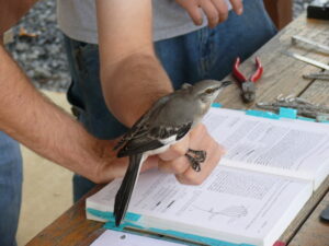 A northern mockingbird being carefully handled by researchers during an avian education session, with tools and a reference book open on a wooden table.