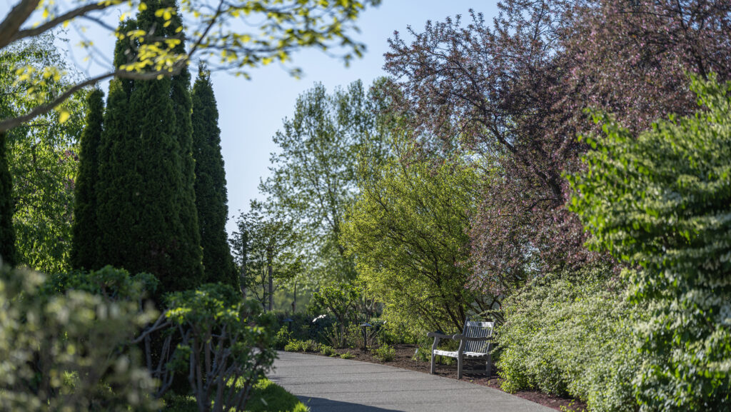 A garden path surrounded by lush greenery and blooming trees at the Arboretum at Penn State. A wooden bench is placed along the winding pathway.
