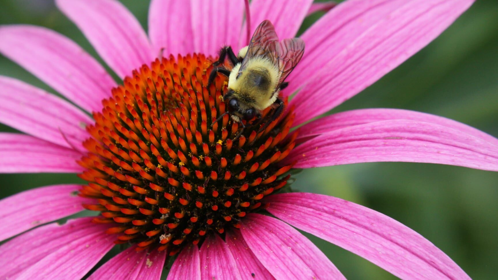 Bee on a purple coneflower