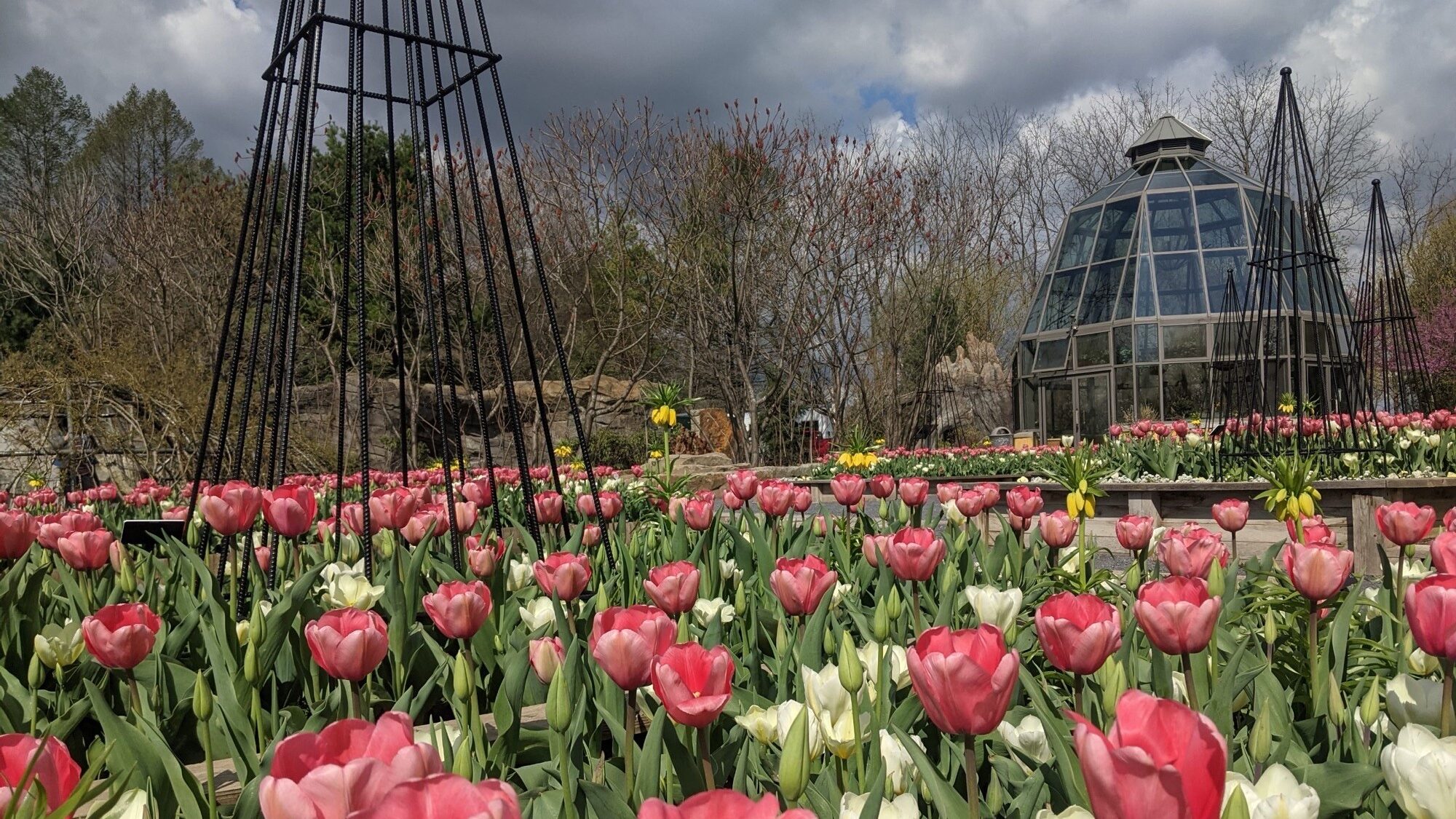 Pink and while tulips