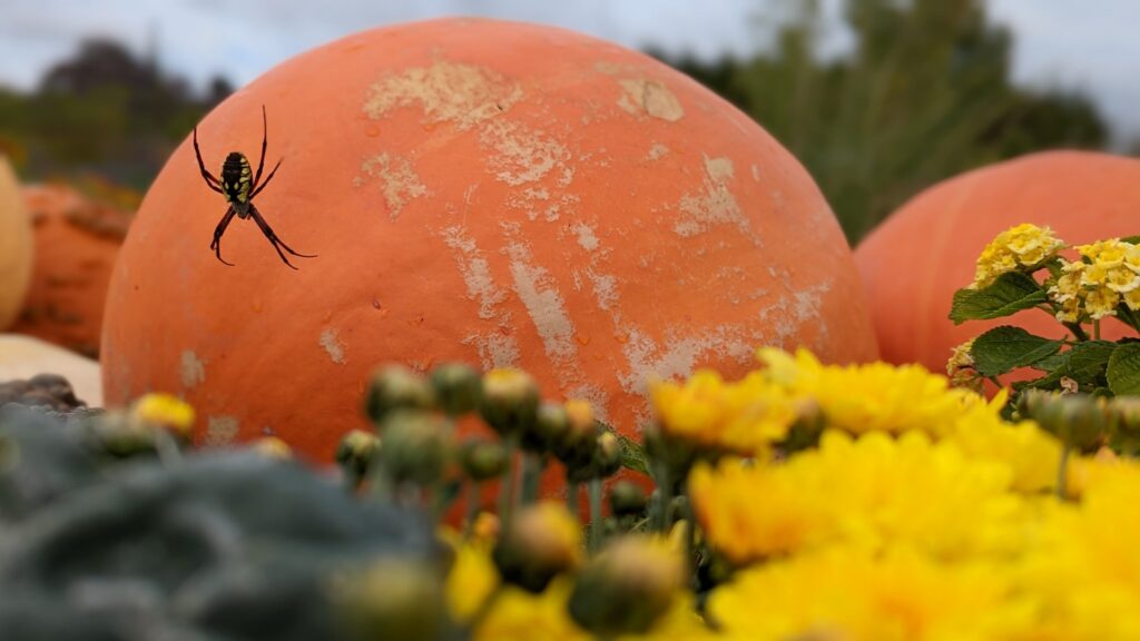 Close-up photo of pumpkins