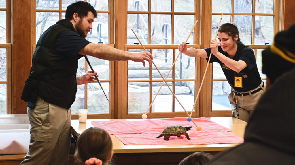 Two educators demonstrate turtle training using colorful target sticks in front of a small audience. The turtle walks on a table covered with a pink towel inside a room with large wooden-framed windows.