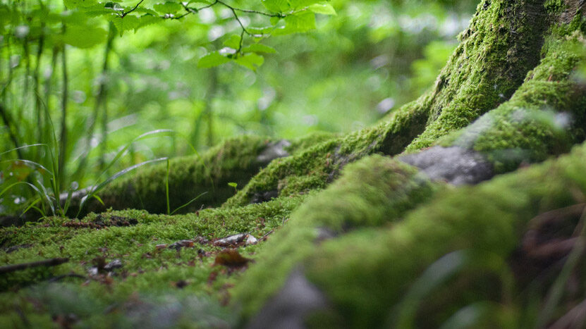 A lush green view of tree roots covered in moss