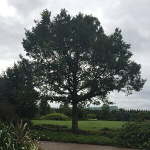 A large White Oak stands in the Arboretum