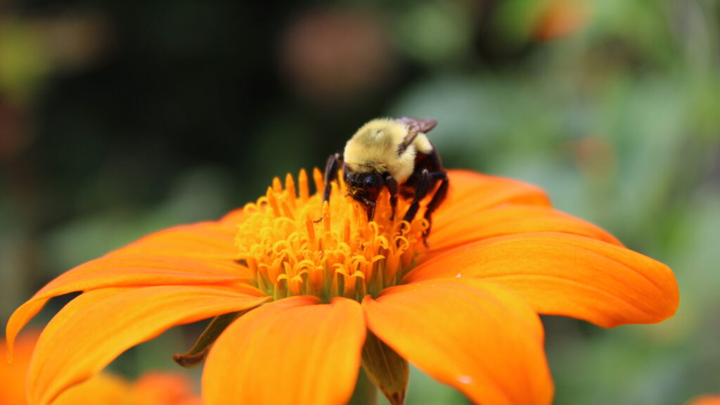 Bee pollinating an orange flower