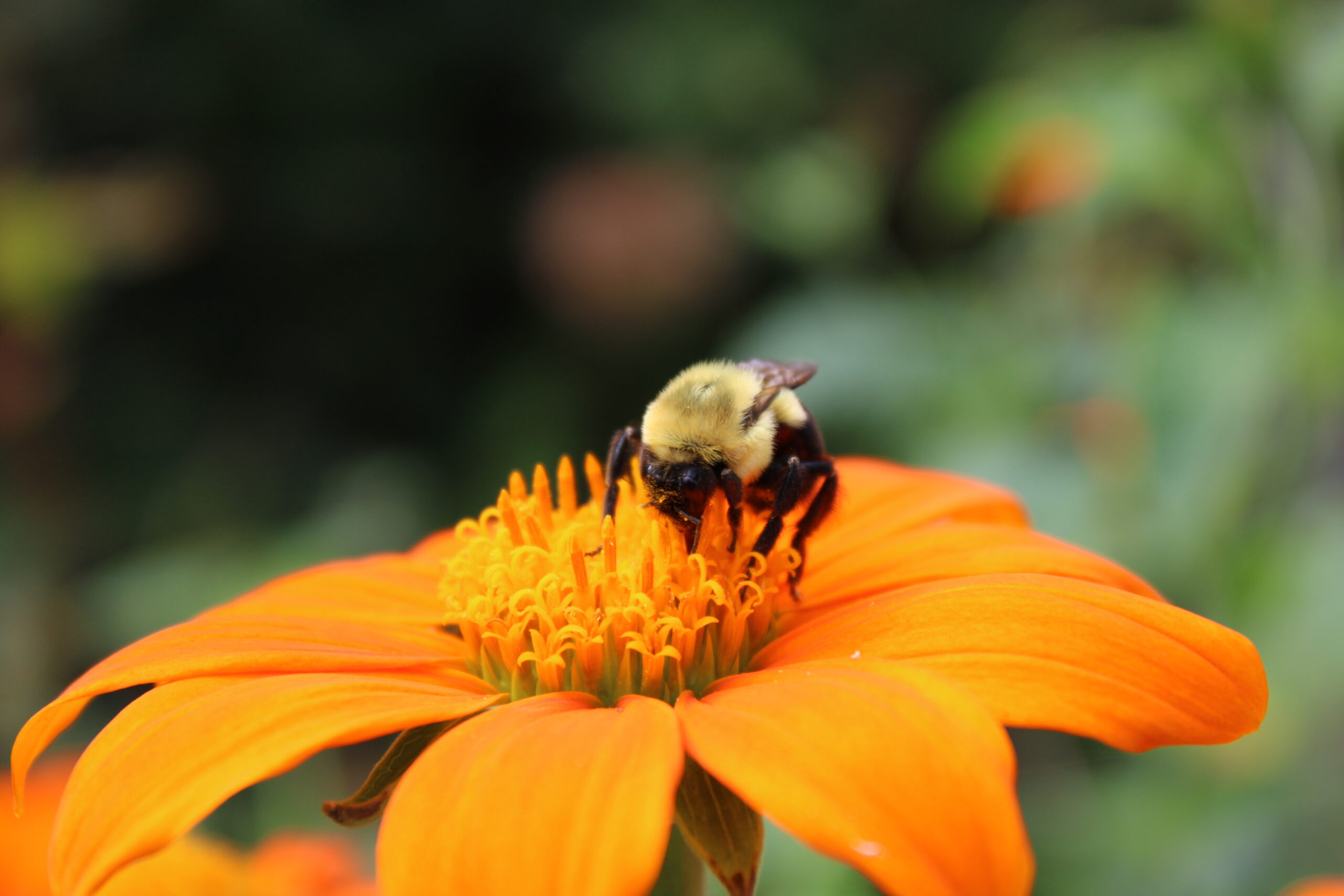 Bee pollinating an orange flower