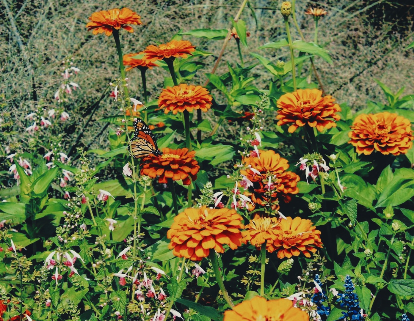 Butterfly on orange flower at the Arboretum