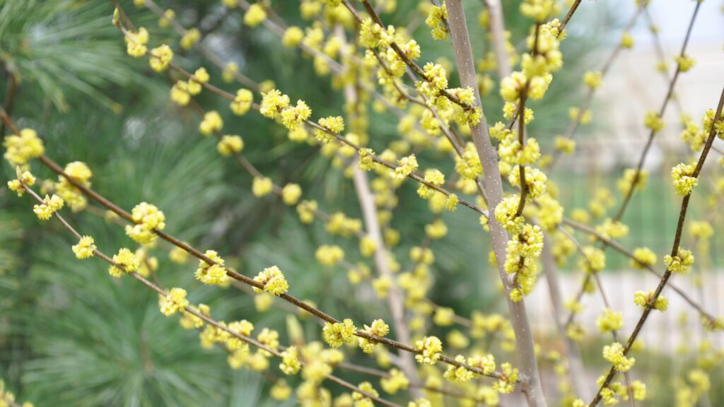 Spicebush is a shrub that is native to Pennsylvania.