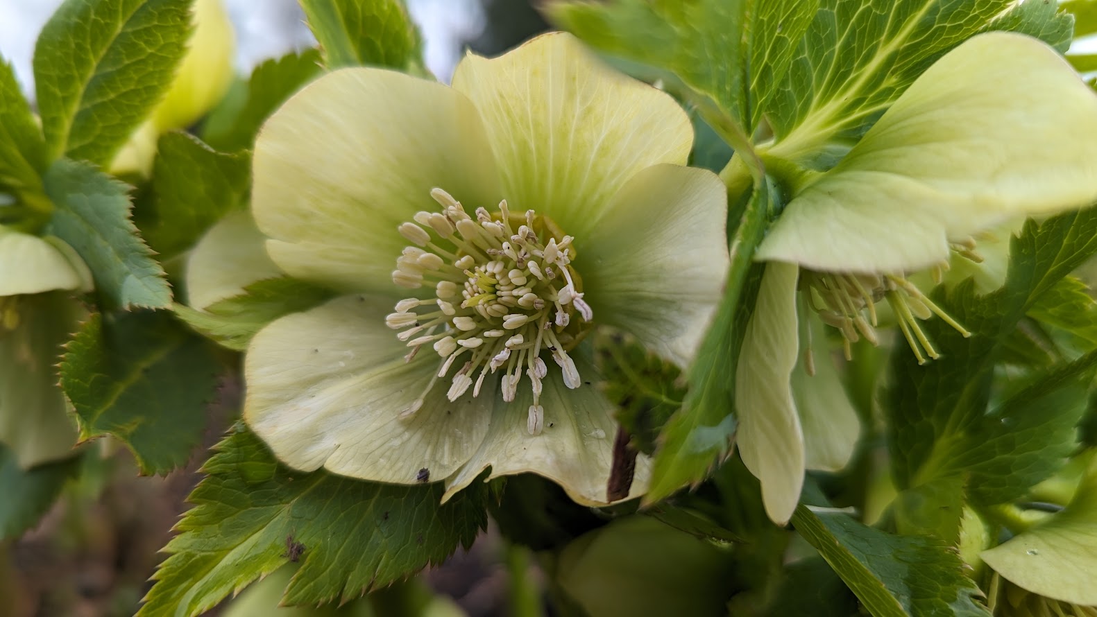 Pale green Hellebore blooms