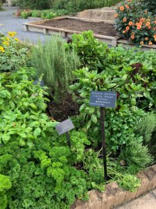 Parsley and broccoli growing in a raised bed