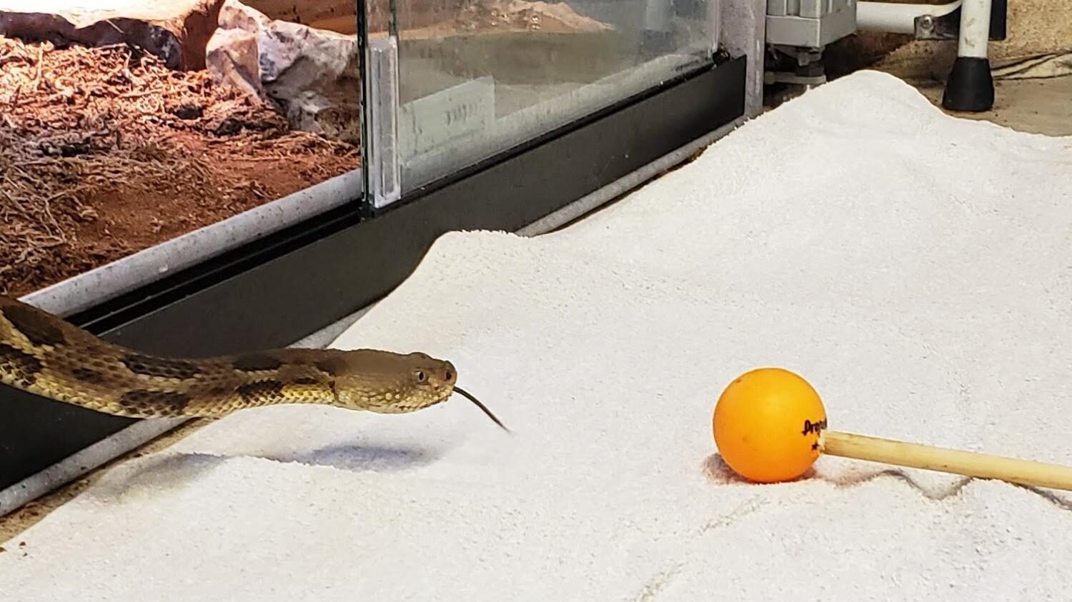 A rattlesnake voluntarily exits its enclosure during target training at Shaver's Creek Environmental Center.