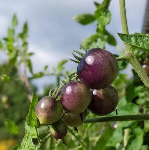 Purple tomato growing on a vine