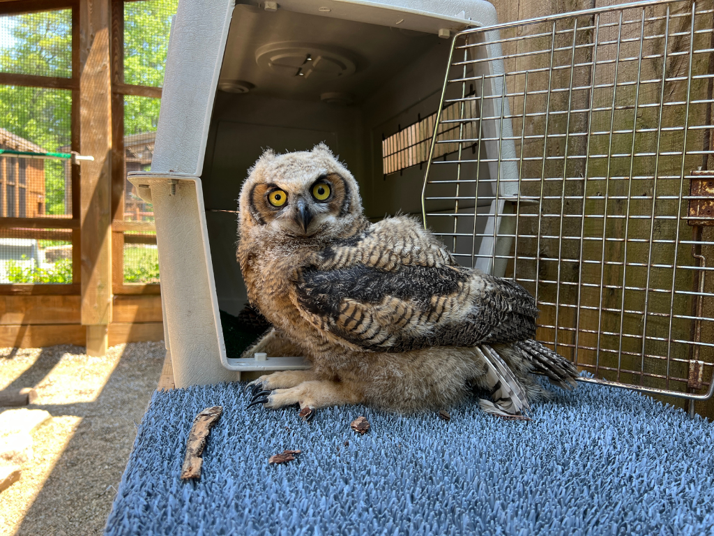 Sunny the owl standing in front of his crate