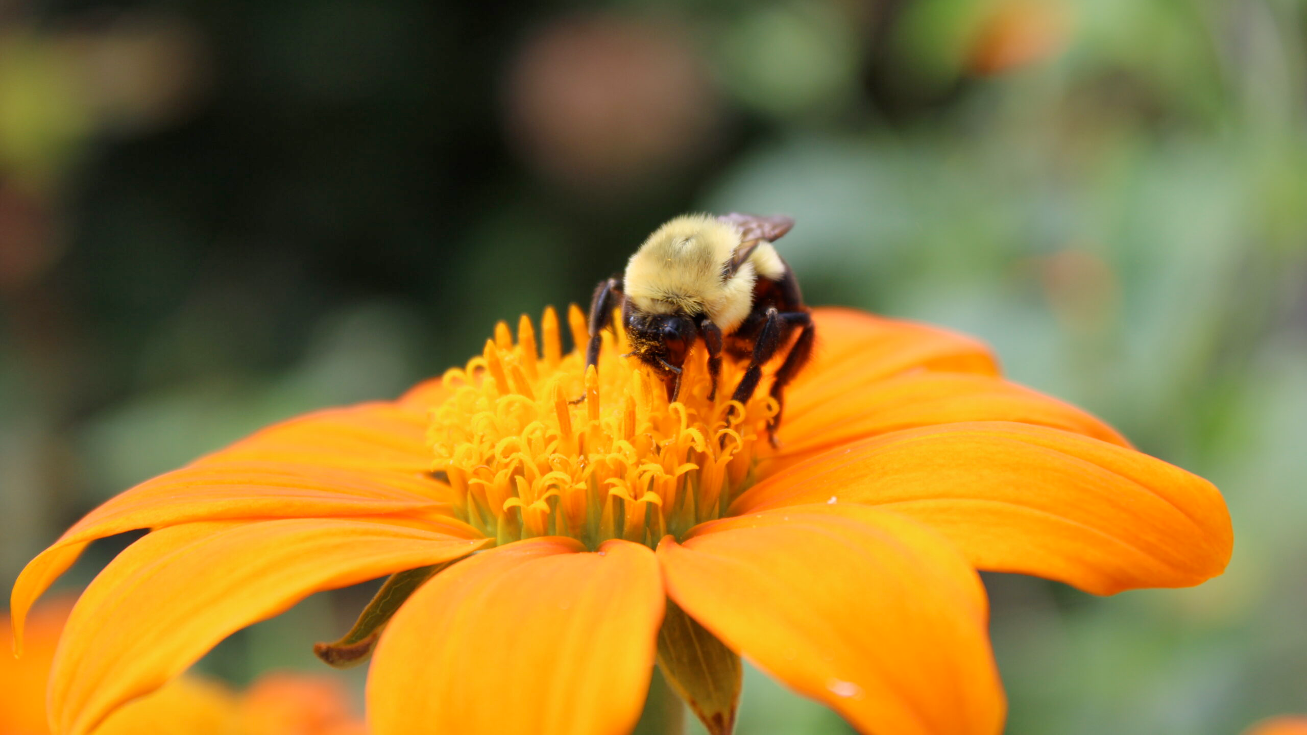 Bee pollinating an orange flower