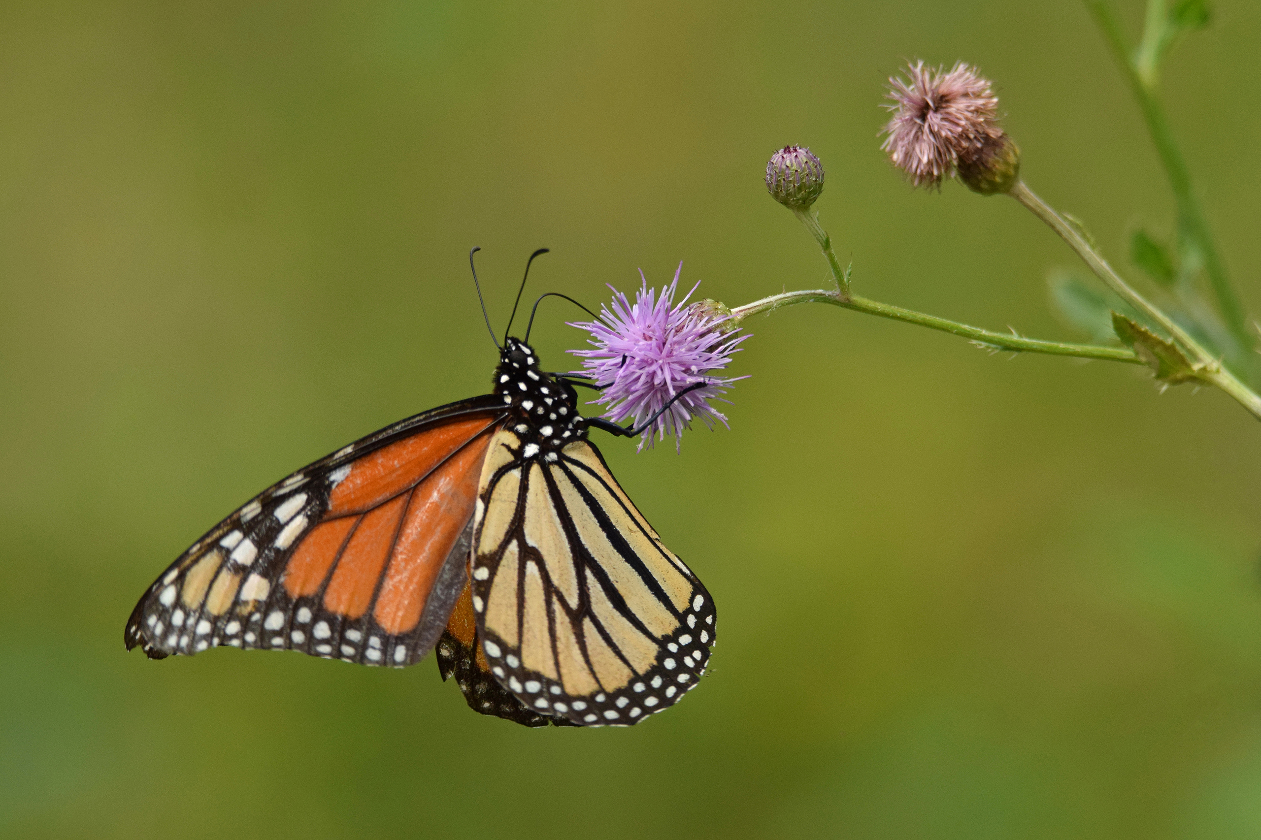 Butterfly pollinating purple flower