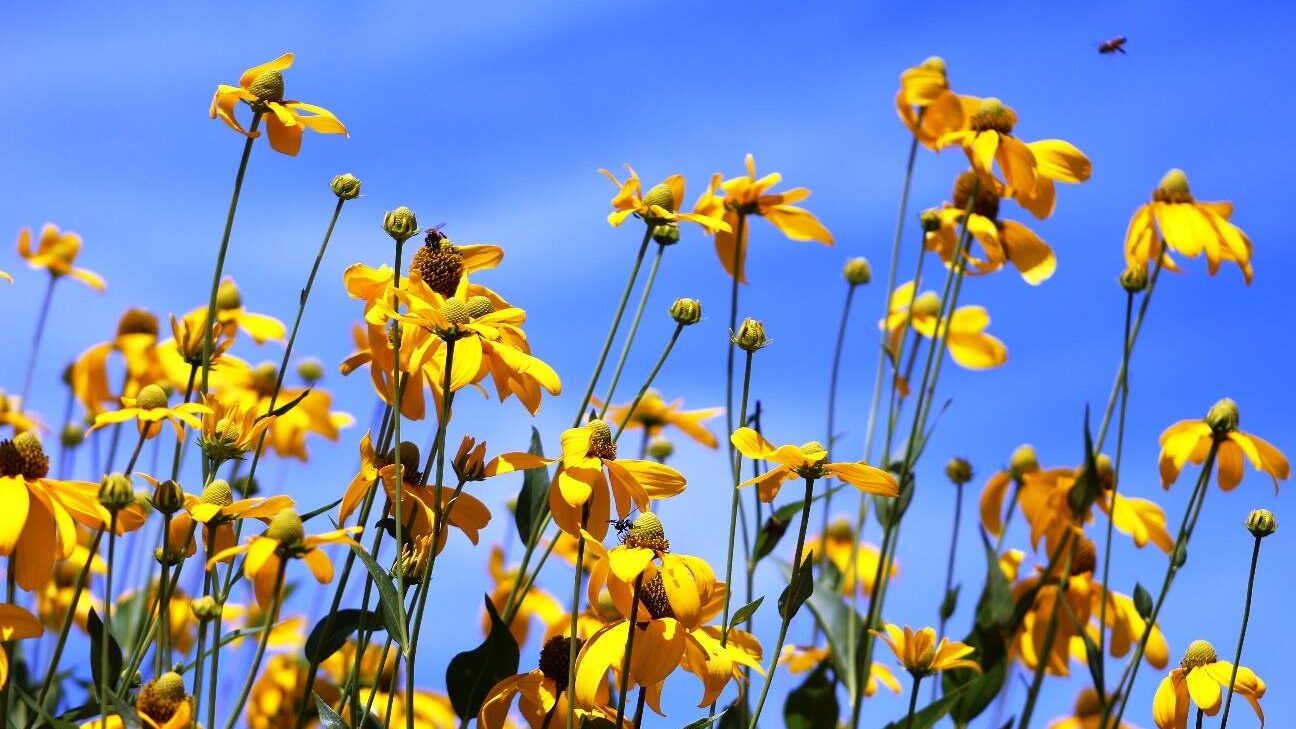 Rudbeckia, also known as coneflower or black-eyed susan, is a native flower in the northeastern United States.